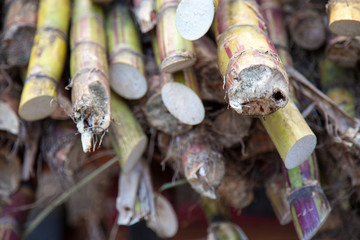 Local fruit including sugar cane is for sale by the street in Falmouth, Jamaica