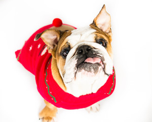 festive English Bulldog on a white background
