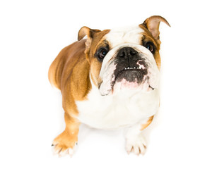 English Bulldog on a white background

