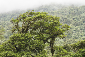 Windblown Rainforest Treetops