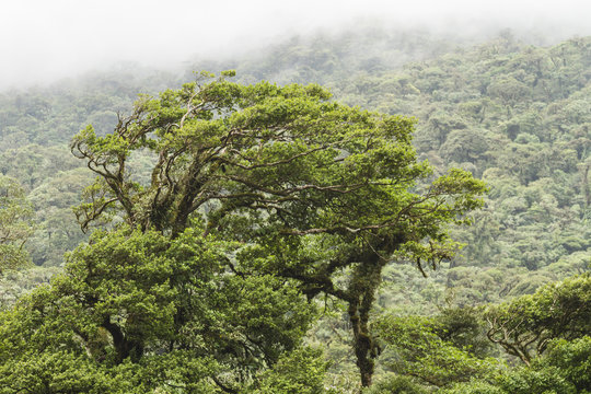 Fototapeta Windblown Rainforest Treetops