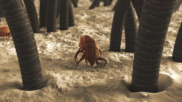 Small bugs living in a dust. It feeds on skin flakes from animals and human.