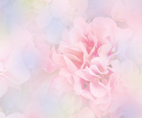 sweet hydrangea flower