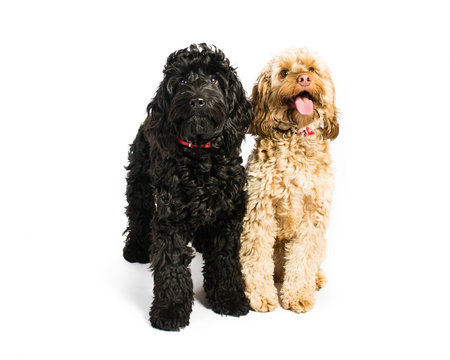 Cockerpoo on a white background
