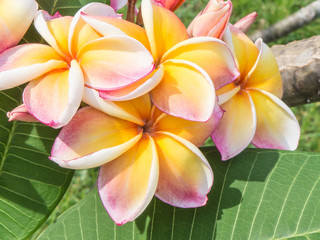 Pink Plumeria or Frangipani flowers