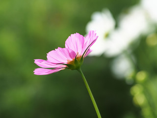 Obraz premium Beautiful Cosmos Flowers in the garden, Thailand