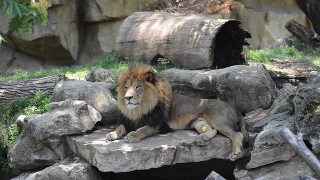 Lion resting under the shadow