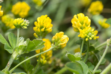 Blooming black medic, Medicago lupulina