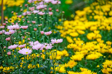Beauty Daisies flower in garden 
