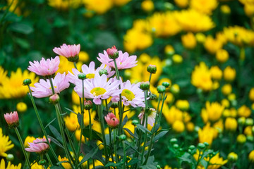 Beauty Daisies flower in garden 