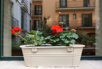 red Begonia on white metal pot