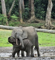 The elephant calf  with  elephant cow The African Forest Elephant, Loxodonta africana cyclotis. At the Dzanga saline (a forest clearing) Central African Republic, Dzanga Sangha