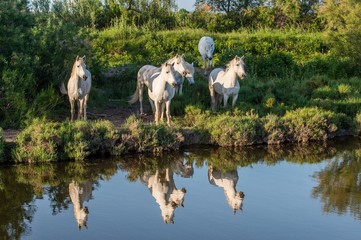 Fototapeta na wymiar Portrait of the White Camargue Horses reflected in the water.