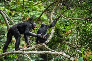 Bonobo (Pan Paniscus) on a tree branch.