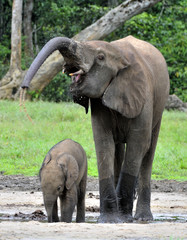 Fototapeta premium The elephant calf with elephant cow The African Forest Elephant, Loxodonta africana cyclotis. At the Dzanga saline (a forest clearing) Central African Republic, Dzanga Sangha