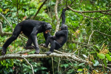 Bonobo (Pan Paniscus) on a tree branch.