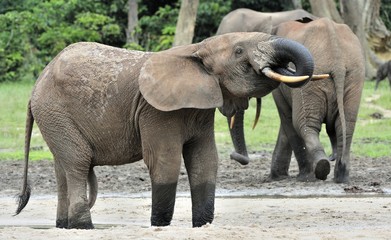  African Forest Elephant, Loxodonta africana cyclotis, of Congo Basin. At the Dzanga saline (a forest clearing) Central African Republic, Sangha-Mbaere, Dzanga Sangha