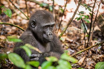 Lowland gorilla in jungle Congo. Portrait of a western lowland gorilla (Gorilla gorilla gorilla) close up at a short distance. Young gorilla in a native habitat.