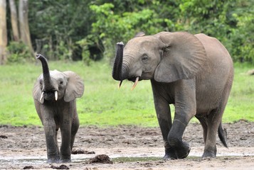 The elephant calf  with  elephant cow The African Forest Elephant, Loxodonta africana cyclotis. At...