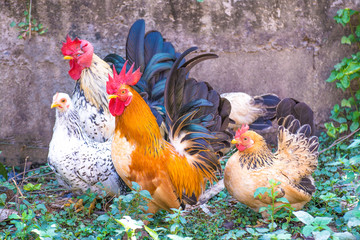 chicken family