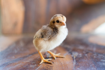little chicken
