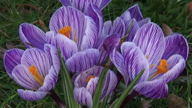 bunch of lilac white crocuses in lawn - close up
