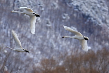 冬空を飛ぶ白鳥