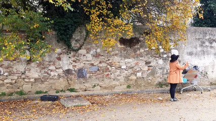 Fototapeta premium Tree