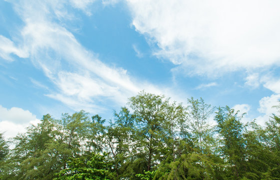 Beautiful trees on sky background