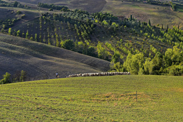 Tuscany - grazing sheep, hills and meadow, nature