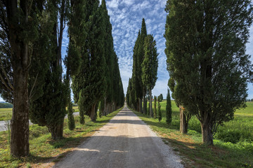 Obraz premium aleja cyprysowa o zachodzie słońca w pobliżu Pienza, Vall d'Orcia Włochy, Europa