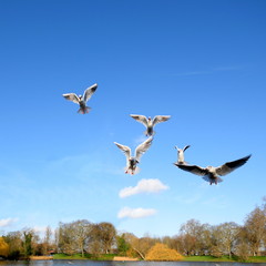 Gulls in flight against blue sky