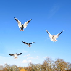 Gulls in flight against blue sky
