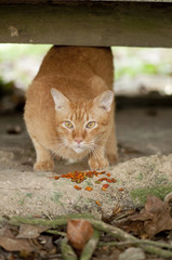 Stray Cat and food