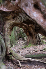 Tree tunnel World Natural Heritage Yakushima
