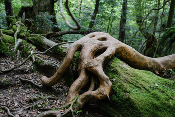Wood hand World Natural Heritage Yakushima
