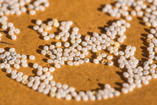 Silkworm Eggs Images – Browse 967 Stock Photos, Vectors, and Video | Adobe  Stock