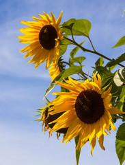 Sunflowers Stand Tall Against a Blue Sky