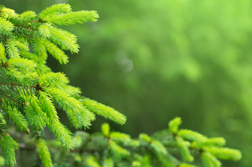 Coniferous forest. Background with bright spruce branches.