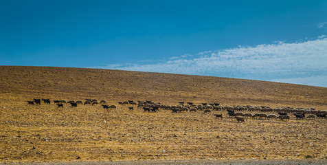Obraz premium Bunch of sheep in Iraqi mountain during summer season 