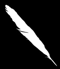 isolated white single feather from wing