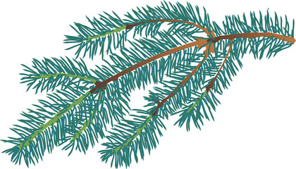 small blue fir branch isolated illustration