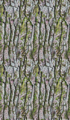 Obraz premium old pine rind seamless abstract texture