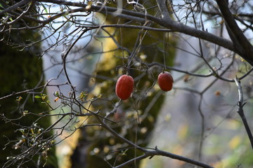 双子のカラスウリ