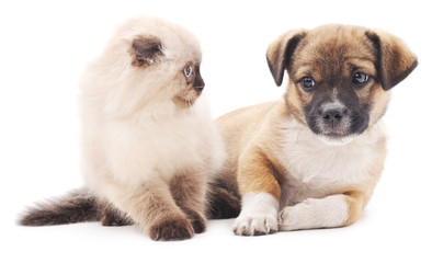 Obraz premium Cat and puppy.