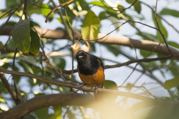 A Redstart on the Branch of a Lemon Tree in Chandigarh, India