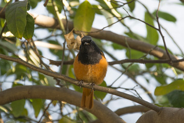 A Redstart on the Branch of a Lemon Tree in Chandigarh, India