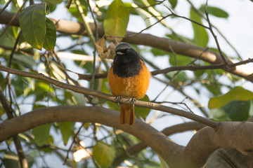 A Redstart on the Branch of a Lemon Tree in Chandigarh, India