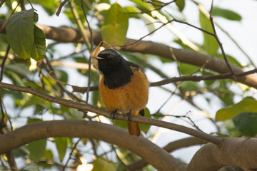 A Redstart on the Branch of a Lemon Tree in Chandigarh, India
