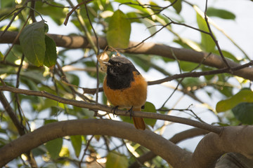 A Redstart on the Branch of a Lemon Tree in Chandigarh, India